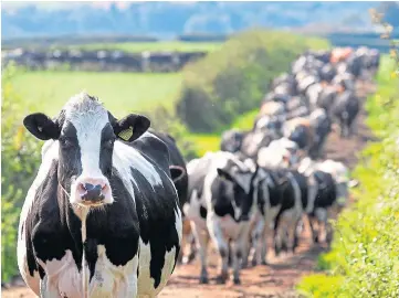  ??  ?? STUDY: A dietary supplement is being tested to see if it reduces cows’ methane output.