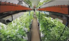  ?? David Zalubowski Associated Press ?? A FEDERAL JURYhas rejected claims that a pot farm’s odors hurt its neighbors’ property values. Above, pot plants are watered at a site not involved in the lawsuit.