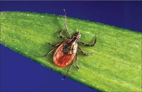  ?? CDC VIA AP ?? In this undated photo provided by the U.S. Centers for Disease Control and Prevention (CDC), a blacklegge­d tick - also known as a deer tick. Diagnosing if a tick bite caused Lyme or something else can be difficult but scientists are developing a new...