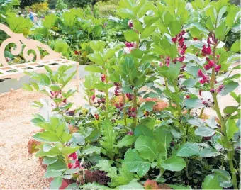  ??  ?? Start sowing broad beans now and you’ll have some ready to eat in about 16 weeks.