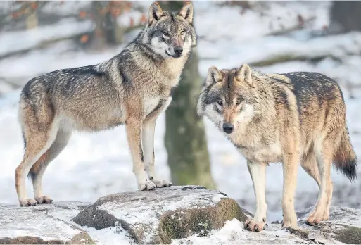  ?? JEAN-CHRISTOPHE VERHAEGEN/AFP/GETTY IMAGES FILE PHOTO ?? Top predators such as wolves dominate small predators such as coyotes, keeping their population­s in check and helping to keep ecosystems balanced.