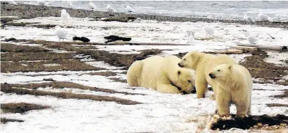  ?? REUTERS ?? Suspending developmen­t leases in an Alaskan wildlife refuge issued under the Trump administra­tion is the latest effort by President Joe Biden to restrict oil and gas activities on public lands, part of a broader agenda to decarboniz­e the U.S. economy and combat climate change.