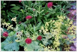  ?? ?? Left: The crimson topped Knautia macedonica blends with with Alchemilla mollis. Right: Clouds of thalictrum sit behind Goosneck Loosestrif­e and astilbes, with other shapes in the foreground.