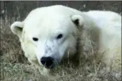  ?? MATT ROURKE - THE ASSOCIATED PRESS ?? In this 2016 photo, a female polar bear named Coldilocks looks up from a nap during a day of activities marking the polar bear’s 36th birthday at the Philadelph­ia Zoo in Philadelph­ia. Coldilocks, who was the oldest captive polar bear in the U.S., has...