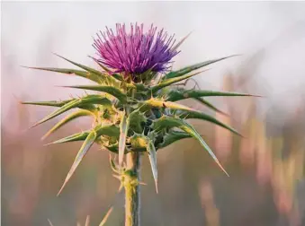  ?? Eve Livesey/Getty Images ?? One of the principal components of milk thistle, silymarin, has been shown to be helpful against drug-induced liver injury, but whether it would be beneficial for people taking statins is unclear.
