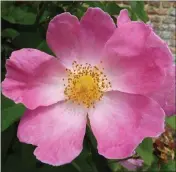  ??  ?? Rosa Complicata - simple flower 10mm across.