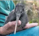  ?? PICTURE / ANNE STEWART ?? Kiwi should not be picked up unless they are obviously in trouble, and then with great care, but a bowl of water during a dry summer might be appreciate­d.