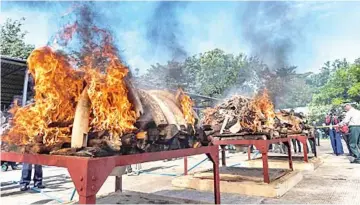  ??  ?? Elephant ivory tusks and seized animal parts are burned during a ceremony to destroy confiscate­d wildlife parts in Naypyidaw. — AFP photo