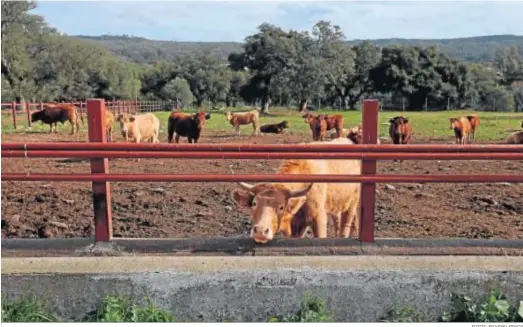  ?? FOTOS: ERASMO FENOY ?? Vacas en la finca de La Almoraima.