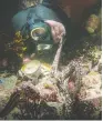  ?? NETFLIX ?? Craig Foster's unexpected kinship with an octopus gives this documentar­y
emotional heft.