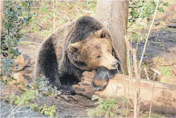  ?? FOTO: SYLVIA BIRNER ?? Der Bär Arian hat Glück gehabt: Er gehört zu den Tieren, die gerettet wurden, und lebt seitdem in seinem neuen Refugium im Schwarzwal­d.