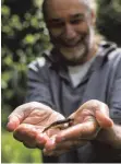  ?? FOTO: PHILIPP VON DITFURTH/DPA ?? Amphibiene­xperte Hubert Laufer mit zwei Molchen: Die Trockenhei­t setzt den Tieren zu.