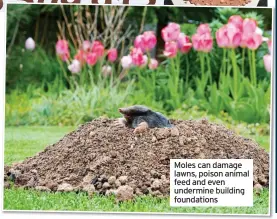  ?? ?? Moles can damage lawns, poison animal feed and even undermine building foundation­s