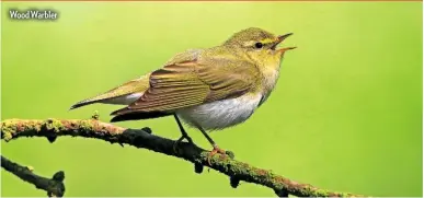  ??  ?? Wood Warbler