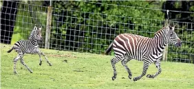  ?? PHOTO: CHRISTEL YARDLEY/STUFF ?? The week-old zebra foal is surprising­ly fast on its feet behind mum Zalika.