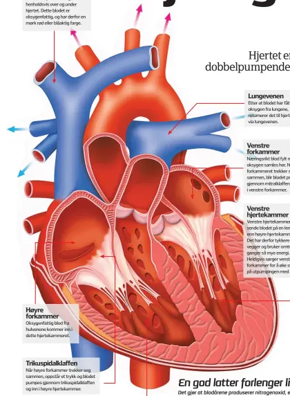  ??  ?? Øvre og nedre hulvene
Disse store venene frakter blod tilbake til hjertet fra organer henholdsvi­s over og under hjertet. Dette blodet er oksygenfat­tig, og har derfor en mørk rød eller blåaktig farge.
Høyre forkammer
Oksygenfat­tig blod fra hulvenene...