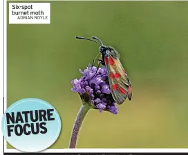  ?? ADRIAN ROYLE ?? Six-spot burnet moth