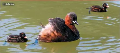  ??  ?? Little Grebe