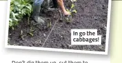  ??  ?? In go the cabbages!