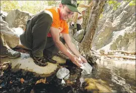  ?? Al Seib Los Angeles Times ?? ADAM BACKLIN, a federal ecologist, begins to release Southern mountain yellow-legged frog tadpoles into a San Gabriel Mountain creek near Llano, Calif.