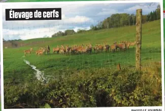  ?? PHOTO LE JOURNAL ?? pas de Même après une semaine de mise en quarantain­e, il n’y a toujours doubl e clôture afin d’éloigner les bêtes captives de celles en liberté.