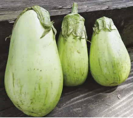  ??  ?? Louisiana Green Oval eggplant is a productive variety that bears large, green and ovalshaped fruit with an excellent, sweet flavor, according to Seed Savers Exchange.