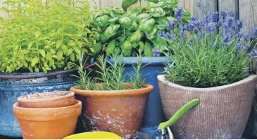  ??  ?? Clockwise from main: gardening should be fun, not a cause for concern; pelargoniu­m are ‘fairly bullet-proof in summer’; herbs will reward you in the kitchen; tomatoes in tubs are a great option; author Charlie Hart, inset