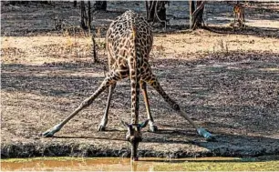  ?? STEVE HAGGERTY/TNS PHOTOS ?? Top: The Zambezi River is calm enough above Victoria Falls for Islands of Siankaba lodge guests to take a canoe ride. Above: Assuming the yoga position, the “waterhole bend,” this giraffe gets a drink at Bilimungwe in Zambia.