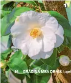 ??  ?? 1 Camellia japonica ‘Lovelight’ face flori mari, de până la 13 cm diametru. Preferă un loc ferit, lângă copaci, unde este protejată de ploile puternice. 2 ‘Bolongara’, un soi cu flori ca de bujor, a fost descrisă prima dată în 1840 și provine din Isola Madre, în Lago Maggiore. 3 ‘Sarah Frost’, cultivată prima dată în 1841 în SUA, este foarte îndrăgită și are o perioadă de înflorire lungă. 4 ‘Daikanhô’ este o camelie Higo, cu origini în vremea samurailor. În centrul florii cu dungi albe și roșii se află până la 250 de stamine.
1