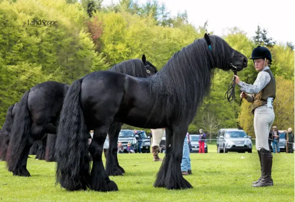  ??  ?? Fell ponies with glossy midnight black coats make an arresting sight at the breed’s stallion and colt show. Show classes for Fell ponies were held in Cumbria at Hesket New Market in 1894 and at Shap in 1895. The first Fells were registered in the Polo...