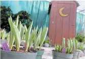  ?? ?? Pots of tulips line the path to an outhouse.