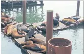  ?? JIM HARRINGTON — STAFF ?? Sea lions lounge on the docks in the Historic Bayfront area in Newport, Oregon.