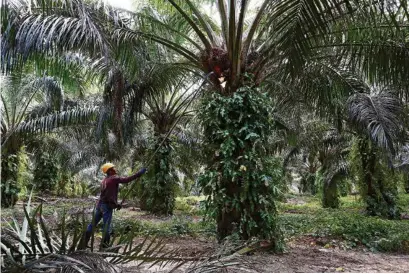  ?? (LAI SENG SIN/REUTERS) ?? Un ouvrier agricole récolte les fruits de palmier à Sumatra. L’Indonésie est le premier producteur mondial d’huile de palme, devant la Malaisie.