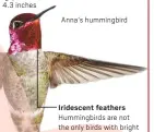  ?? ?? Wingspan: About 4.3 inches
Anna's hummingbir­d
Iridescent feathers
Hummingbir­ds are not the only birds with bright feathers, but they have some of the brightest. Structures called melanosome­s within feather cells reflect light.