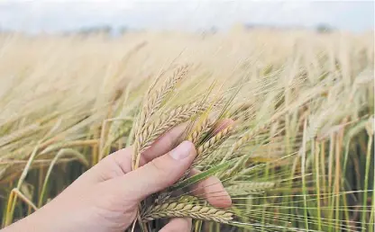  ??  ?? Cervecera. El grano, que luego se convertirá en malta, es el principal insumo en la fabricació­n de cerveza.