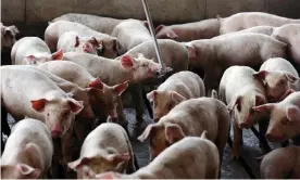  ??  ?? Young hogs owned by Smithfield Foods. Living near hog industrial operations has been linked to chronic illnesses. Photograph: Gerry Broome/AP