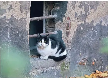  ?? FOTO: HEINRICH JUNG ?? Rund 100.000 wilde Katzen streunen nach Schätzunge­n durch Duisburg. Die künftige Kastration­spflicht für privat gehaltene Katzen soll helfen, diese Zahl zu verringern.