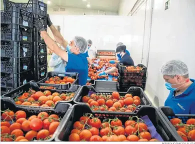  ?? REPORTAJE GRÁFICO: EL DÍA ?? Selección de tomates en la empresa palmeña.