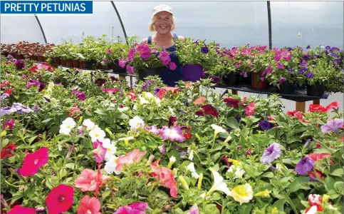  ??  ?? Horticultu­rist Aileen Jordan from Clonroche lost among the blooms at the New Ross allotments.