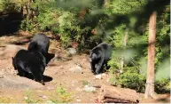  ?? CREDIT: SUPPLIED ?? Visitors can go and see black bears in Domaine Le Pic-Bois.
