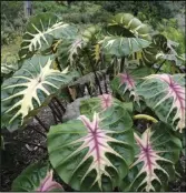  ?? ?? Colocasia esculenta Royal Hawaiian Waikiki