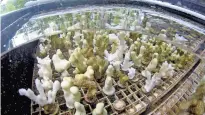  ?? CALEB JONES/ASSOCIATED PRESS ?? Coral is grown in October in a tank at a lab at the University of Hawaii’s Institute of Marine Biology in Kaneohe, Hawaii. Scientists are trying to speed up coral’s evolutiona­ry clock to build reefs that can better withstand the impacts of global warming.