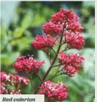  ??  ?? Red valerian