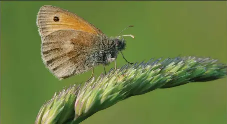  ?? ?? The small heath butterfly, one of the species causing concern amid steep falls in the numbers of flying insects recorded in the research