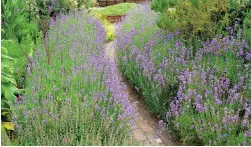  ??  ?? Lavender, above, and sage, below, don’t like the wet