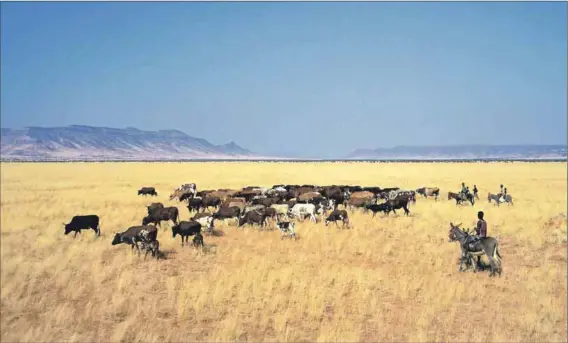  ??  ?? Status: For many herders in Namibia, their cattle is all they have. As one farmer put it: ’A man is his cattle’.