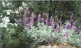  ??  ?? Silver lupine is named for the vivid silvery foliage. (Maureen Gilmer/TNS)