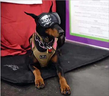  ?? Associated Press ?? ■ Tabitha, a Doberman pinscher who was initially a show do and is now is an explosives-sniffer, checking dignitarie­s’ private planes at New York City-area airports, sits at the American Kennel Club’s “Meet the Breeds” event in New York. She wears the goggles to protect her eyes from any debris that might be whirling around at the airport.