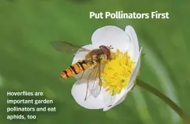  ??  ?? Hoverflies are important garden pollinator­s and eat aphids, too