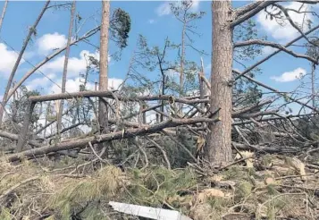  ?? KYLE ARNOLD/ORLANDO SENTINEL ?? A park in Panama City remains covered with downed trees on Saturday.